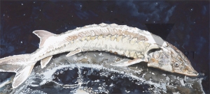 Castelli-34_LG